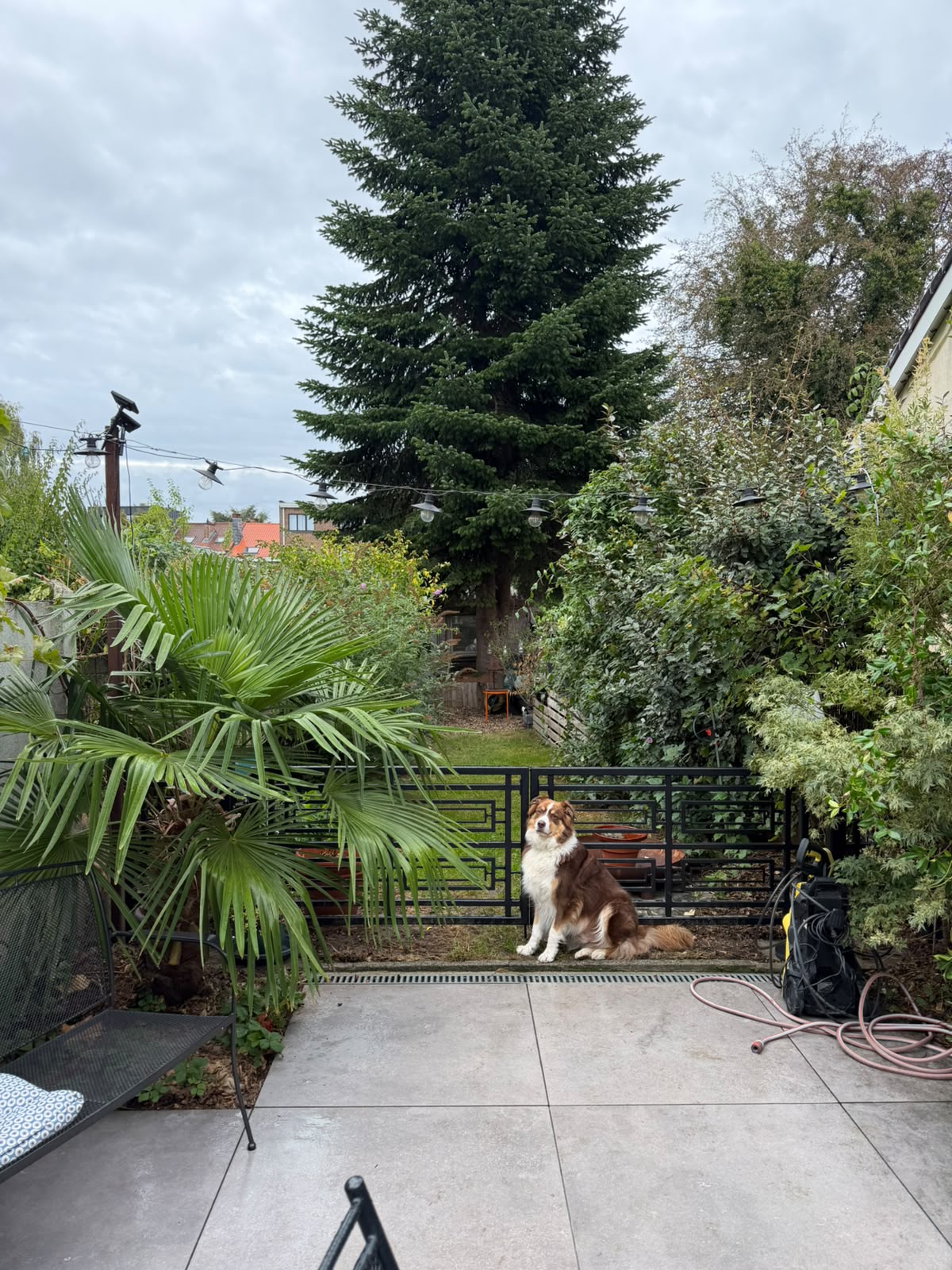 Chien devant la barrière séparant la terrasse de la pelouse